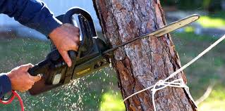 Best Hazardous Tree Removal  in West Hazleton, PA