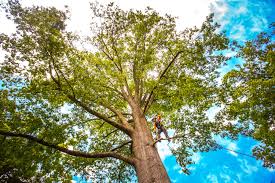 Best Emergency Tree Removal  in West Hazleton, PA