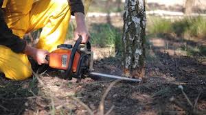 Best Stump Grinding and Removal  in West Hazleton, PA