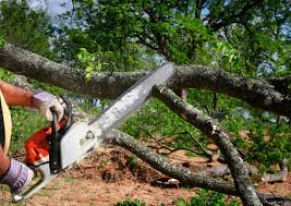 Reliable West Hazleton, PA Tree Services Solutions