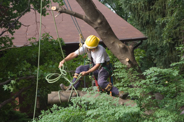 Best Root Management and Removal  in West Hazleton, PA