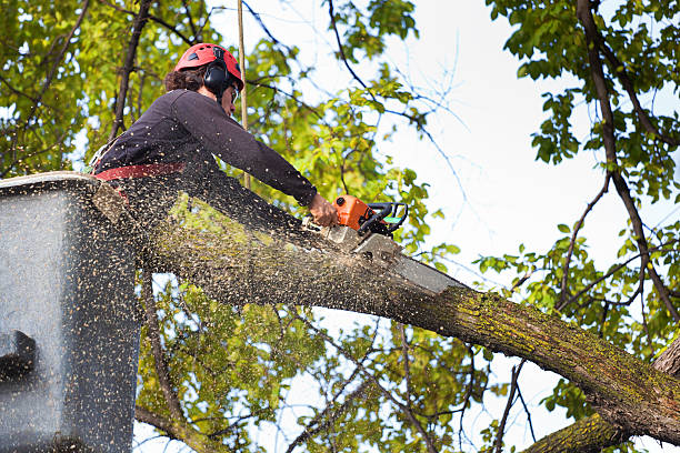 Best Fruit Tree Pruning  in West Hazleton, PA