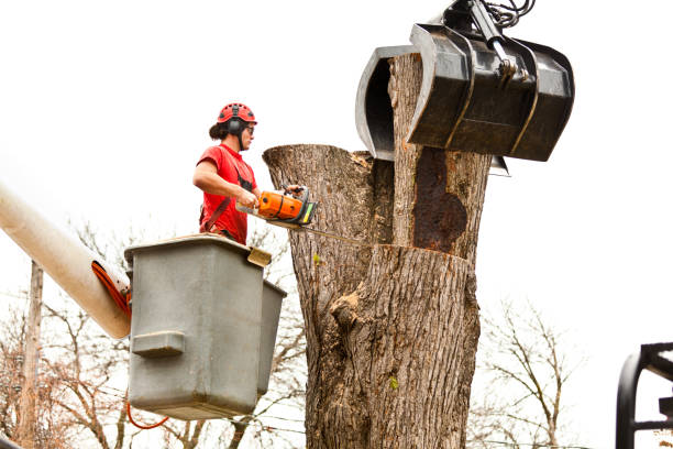 Best Tree Risk Assessment  in West Hazleton, PA