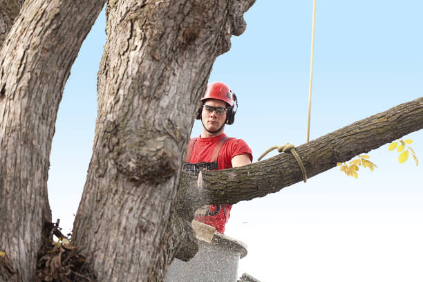 Best Tree Cabling and Bracing  in West Hazleton, PA